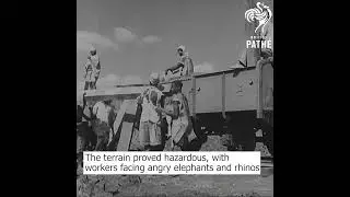 Britain's Awful Peanut Plan #history #interesting #farming #tanzania