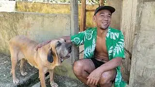 O que vem por aí?! Nossa próxima ninhada #cachorro #pets #filabrasileiro