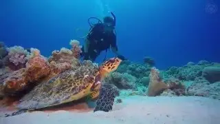 Beachcomber Hotels Diving Centre in Mauritius