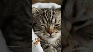 😻 Emotional Rescue Saving a Starving Cat from a Drain! 🐾