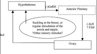 Lactational Amenorrhea Method LAM Contraception; hormonal effects of exclusive breastfeeding