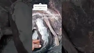 The Real African Catfish #catfish #farming
