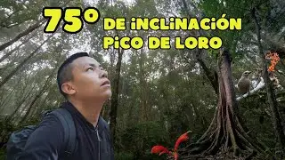 DOCUMENTAL | Pico de Loro: Sobreviví a 75° de inclinación en la montaña del Valle del Cauca