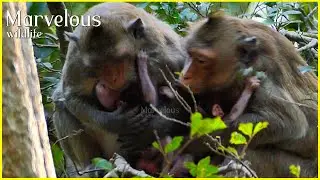 Perfectly...! Young mom Jazzy quicklyy to utmost cares baby Jiva, While Brighten reserve to c@tch