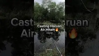 Casting Haruan Air Hitam Paduuuu🔥😋Cast dalam semak sikit baru ada yang size Kasorrr🔥 #fyp #reels