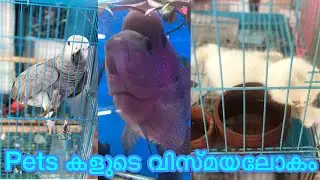 Thrissur Peringavu Pets Shop | SN Pet World Trending pets