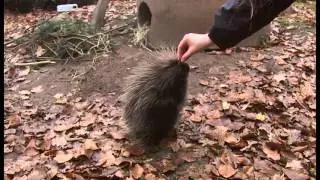 Hally - ein Baumstachler-Weibchen