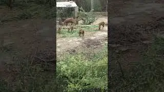 Hog sDeer at Haleji Lake District Thatta Sindh