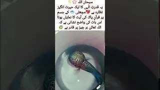 Miracle Fish with Quranic Verse🐟✨ SubhanAllah#IslamicWonder #DivinePower #FaithInAllah #Nature