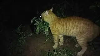 the sound of male cats fighting over territory