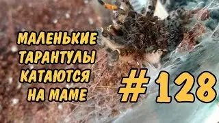#128 МАЛЕНЬКИЕ ТАРАНТУЛЫ КАТАЮТСЯ НА МАМЕ. LITTLE SPIDERS RIDING ON MOTHER
