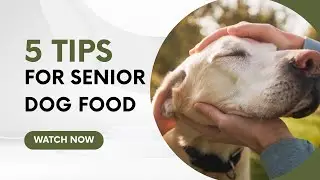 5 Tips for Senior Dog Food | Top Picks for Aging Dogs
