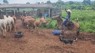 MINHA MULA QUASE ACERTA OS PÉS EM MIM! Tá coiceira demais