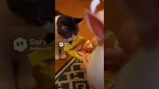 15 серия 1 сезона #SoraAI#AIvideo#T2x2#Fixeye #Sora#Soraai#memes#funny