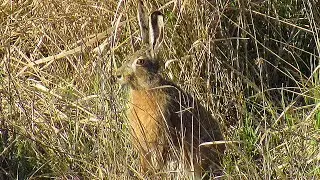 Заєць русак (UA), Wild hare (EN), Заяц русак (RU)