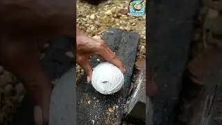 Removing a white mini coconut from its shell