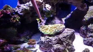Reef roids feeding goniopora corals