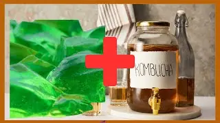 KOMBUCHA Jello Changed My Morning Routine Forever