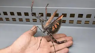 Cat Eyed Praying Mantis