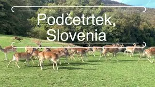 Podčetrtek, Slovenia, Terme Olimia and Deer farm/ Подчетртек, Словения, Термы и Оленья ферма