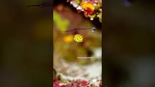 Cutest Fish in the Ocean? Meet the Tiny Yellow Boxfish! #shorts #oceanlife #ocean #trending shorts
