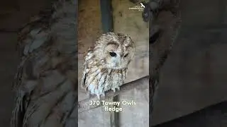 Tawny Owl Conservation