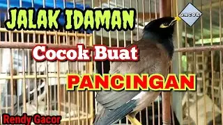 Jalak IDAMAN, Cocok Buat Pancingan