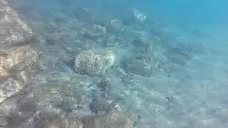 Mediterranean Fish Eating Sea Urchin - Predator-Prey Feeding Behavior Underwater Footage