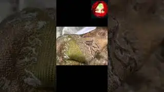 تفريشة كبيرة البروكار للدرويش 🎁