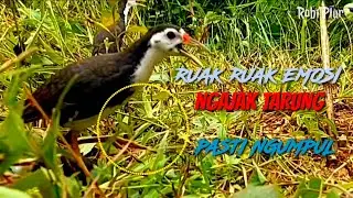 🔴 Suara ruak ruak panggil teman Emosi ngajak tarung-kawin pasti ngumpul #suarapikatrobiplur