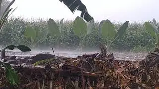 4K Nature Relaxation: Tropical Rain in a Lush Green Garden (No Music)