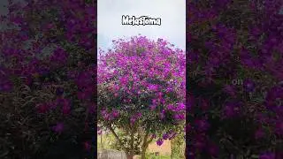 വർഷം മുഴുവനും ലക്ഷക്കണക്കിന്   പൂക്കൾ ഉണ്ടാകുന്ന ചെടി | melastoma plant #floweringplant