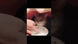 Cat Chaos #26