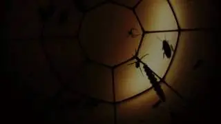 Jeepers Creepers Fulldome Short