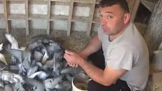 Tandem columbofil Sarbu Ciuca Bucuresti Romania pui porumbei generatia 2025 11 mai 2025