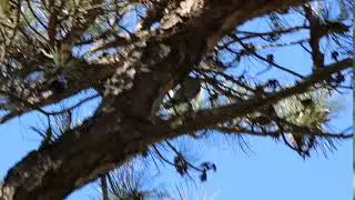 Yellow Bellied Sapsucker (Sphyrapicus varius)