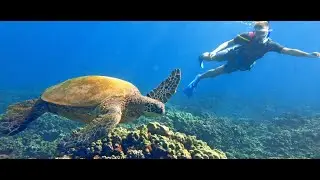 Aloha Fantasy Tours &ndash; захватывающие впечатления от острова Оаху-Серкл | 11 лучших остановок и луч...