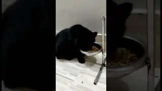 Pure black Persian male available , healthy cat , 14 months, delivery available , contact 7080182786