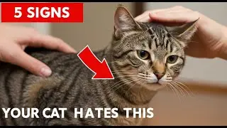 5 Signs Your Cat Secretly Hates How You Pet Them