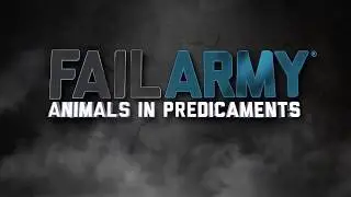 ► Funniest Animal Fails Compilation ◄ Failarmy - HD - 2018 - NEW