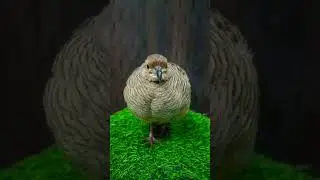 teetar voice #birds #likeandsubscribe