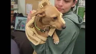 Jet Pet