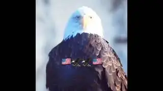 Gentlemen, start your engines!! 🇺🇸🦅🇺🇸🦅 #usa