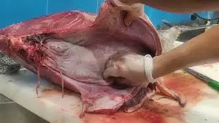 Mastering the Yellowfin Tuna Cut! | Professional Filleting & Cleaning of a Giant Fish 🔪🐟