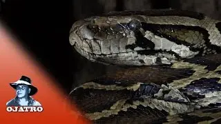 Python против убийцы жабы 01 Повествование - Змея и жаба