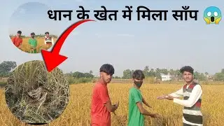 धान के खेत में मिला साँप 😱🐍 | Snake found in the paddy field 😱🐍
