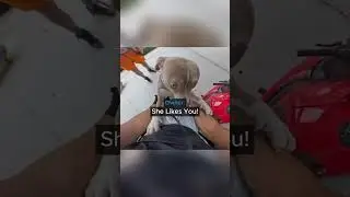 When a Biker Got Approached by a Random Dog…😳