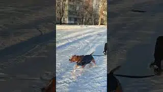 Зимние забавы с амстаффом, часть11 \ Amstaff winter fun