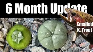 6 Month Update Lophophora POC Harvest. K. Trout replied to my email