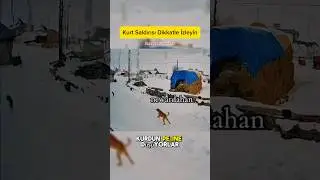 Kurt Saldırısı Bu Defa K&ouml;pekler Zalım &Ccedil;ıktı! #shorts